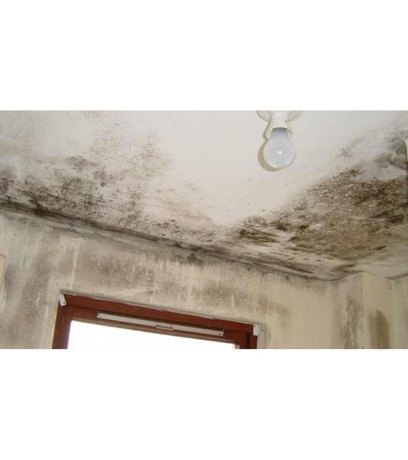 805 - BARS KÜF BOYASI